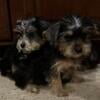 Yorkie Poo Puppies Males 