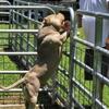 AMERICAN BULLY MALE PUREBRED 