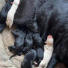 AKC Labrador retriever
