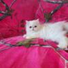 White long hair persian