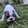 AKC English Bulldog pups ready 9/16/24