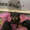 AKC DOBERMAN PINSCHER PUP READY!