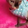DBE Sphynx boy