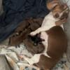 2 Litters of AKC Miniature Dachshund.