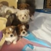 Shorkie puppies