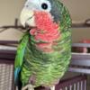 Cuban Amazon Baby Taking Deposits 