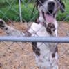 Onyx female catahoula