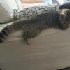 British Shorthair Female