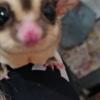 Sugar Gliders for adoption