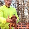 Vizsla puppies akc registered