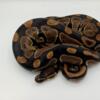 50% TSK axanthic male ball python