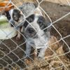 Australian cattle dog puppies