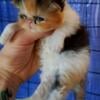 2 Cfa calico persian kittens for deposit