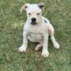 American Bulldog Female