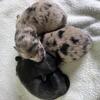 Male Pomeranian Puppies