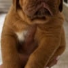 Dogue de Bordeaux French Mastiff Puppies FOR SALE  EXCELLENT PEDIGREE