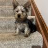 Yorkshire Terrier AKC Pups