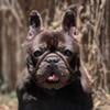 French bulldog Free Adult