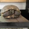 Tortoises and doves looking for new homes!