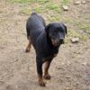 Rehoming 2 female Rottweilers