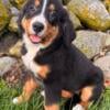 AKC Bernese Mountain dog puppies