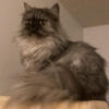 Beautiful smoke female Persian