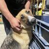 Alaskan Malamute/German Shepherd 