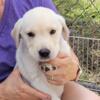 Yellow Lab Puppies AKC Ready now