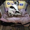 4 yrs old Female Chihuahua smooth coat