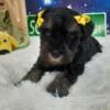 AKC Bailey - Black & Silver Miniature Schnauzer Puppy