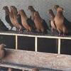 Pigeons