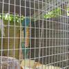 blue ringneck