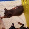 Miniature Pinscher puppies