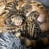 Purebred Bengal Kittens