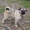 Pug puppy 