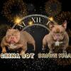 🔥🔥🔥🔥 Very Nice pups are on the way....