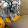 French Bulldog Pups for Sale