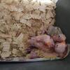 Indian ringneck babies