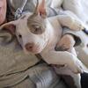 Beautiful Pocket Bullies