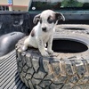 Blue heeler female