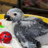 Baby Congo African Grey Parrot