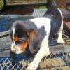 AKC Female  beagle pups