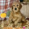 Golden Labradoodle puppies born 10/5/23 are officially ready for their fur-ever homes