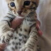 New Bengal Kittens born 4.11.26