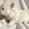 Platinum Frenchie Puppies! Fluffy and lilac and tan!