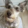 Miniature Schnauzer - Male 3 years old