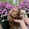 Toy Goldendoodle F1b