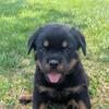 Rottweiler puppy