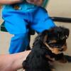 Yorkie