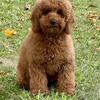 Miniature Poodles